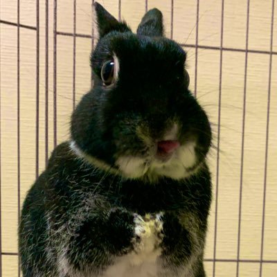 ごましお's profile picture