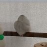 白犬 profil fotoğrafı