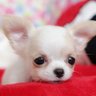 あんこ【Jip's】 profil fotoğrafı