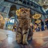 Люблю Аґрус profil fotoğrafı