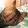 にゃんこ先生's profile picture