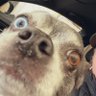 Profilbild von Las
