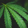 CBD Meister's profile picture