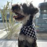 ポンポン's profile picture