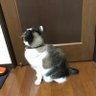 壮壮父's profile picture