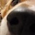 Фото профиля ひ~犬