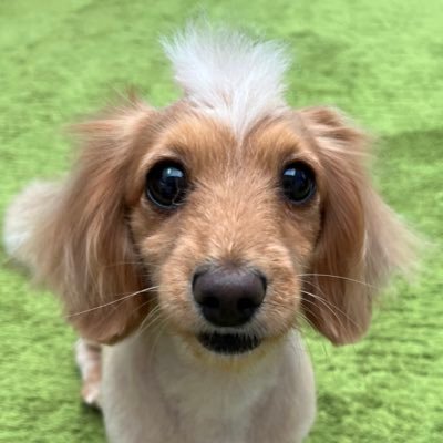 モヒカンドッグなつ's profile picture