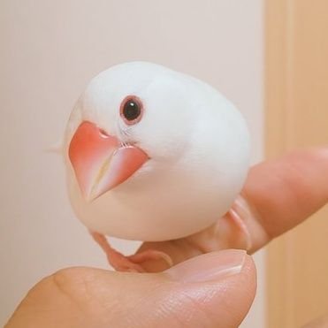 daipon555's profile picture