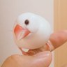 だいぽん ( 文鳥とセキセイインコとオカメインコの飼い主さん ) うちの白文鳥 的头像