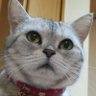 ライス26's profile picture