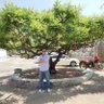 FENG FU profil fotoğrafı