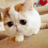七海's profile picture