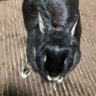 ゜:ᏦℐℛᎯ。* profil fotoğrafı