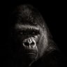 Nocturnal Ape🦍's profile picture