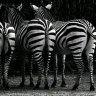 fredrickgichangi036@gmail.com's profile picture