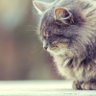 Profilbild von ねこ吉