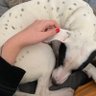 Pam ✍ profil fotoğrafı