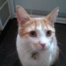 James Cat's profile picture