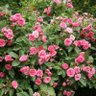 Фото профиля WildRose