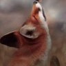 Profilbild von Denman
