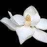 The Blossoming Magnolia 的头像