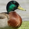 Фото профиля Duck