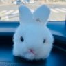 ⭐️⭐️yoko_chan🐰's profile picture