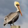 SaltyPelican 🧂's profile picture