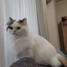 Profilbild von 🐈くうくう😻