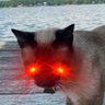 Profilbild von GoCrazyCadillac