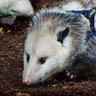 Фото профиля Midwestern Opossum