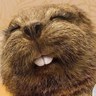 けい's profile picture