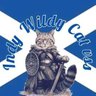 IndyWildyCatReubaltach's profile picture