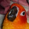 にゃにゃお profil fotoğrafı