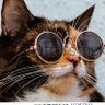 lamecat 的头像