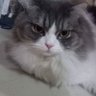 Profilbild von วากิว กิ่วกิ๊ว