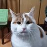 本猫名叫可乐 的头像