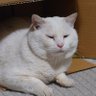 Фото профиля もつけ だんぶり