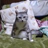 さくらとあんず 的头像