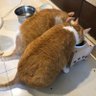 Gua va Lu 💀💣🐈🐾🥞🍡 profil fotoğrafı