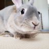 モフよの時間 profil fotoğrafı