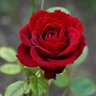 Red Rose🍓🍓 的头像
