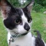 Linda12 Ch profil fotoğrafı