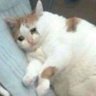 GamingCat's profile picture