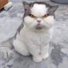 Profilbild von 农古猫🐱