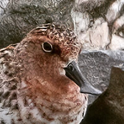 nobushorebird's profile picture