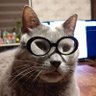 ニャンズのパパ's profile picture