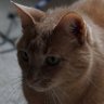 EchtoGammut's profile picture