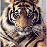 MizTigers2022's profile picture