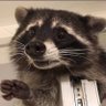 StinkyRaccoon profil fotoğrafı